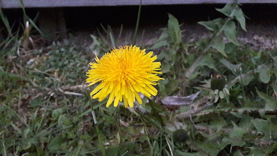 dandelion, dandelions, yellow, beautiful, yellow petals, summer HD wallpaper