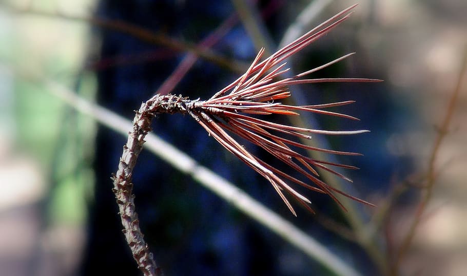 branch, tree, trees, pine, plant, close-up, nature, focus on foreground HD wallpaper