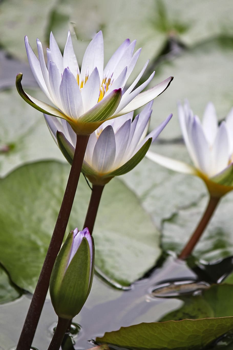 lily, waterlily, white, closeup, flower, aquatic, blossom, pond, HD wallpaper
