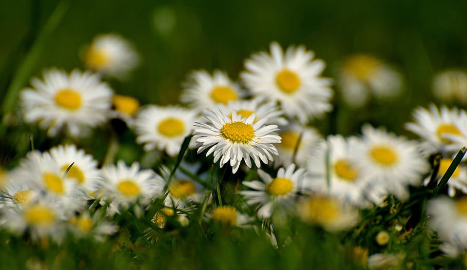 selective focus photography of bed of white daisy flowers, meadow HD wallpaper