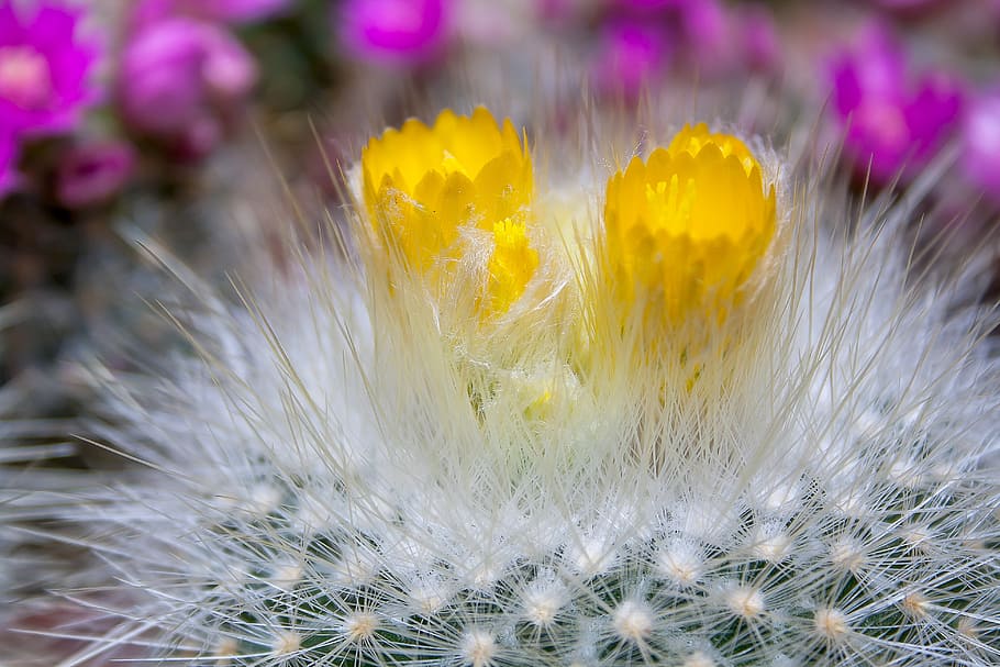 cactus, prickly, plant, spur, thorns, sting, flora, close, cactus greenhouse HD wallpaper