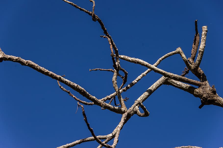 tree, twigs, branch, dead, grey, pattern, sky, blue, abstract HD wallpaper