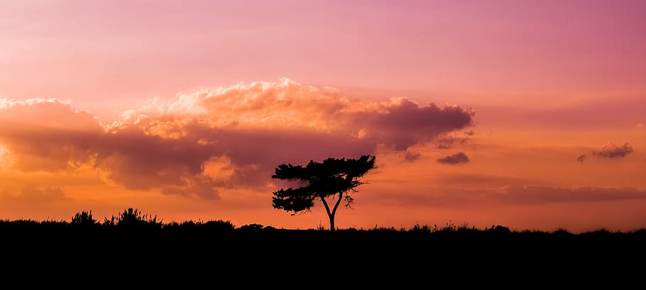 tree, sunset, landscape, sky, clouds, nature, autumn, colors HD wallpaper
