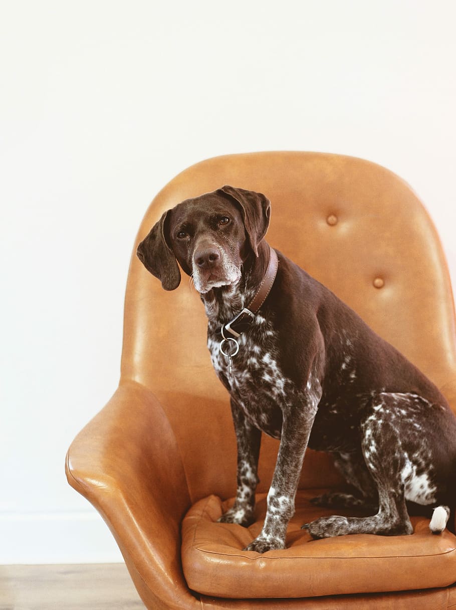 short-coated black and white dog on orange leather armchair, large dog sitting on leather armchair, HD wallpaper