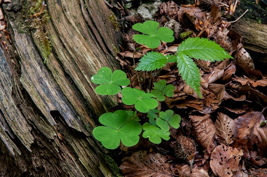 klee, forest floor, spring, four leaf clover, decay, nature HD wallpaper