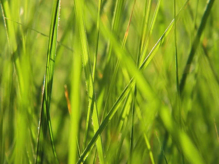 grass, growth, flora, field, leaf, nature, environment, summer HD wallpaper