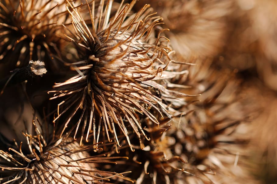 nature, cone, needle, sharp, dry, winter, plant, seeds, thorn HD wallpaper
