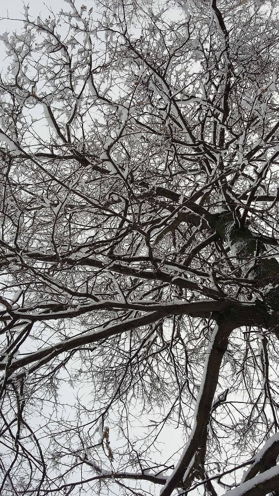Tree, Snow, Winter, Nature, Cold, White, branches, park, forest HD wallpaper