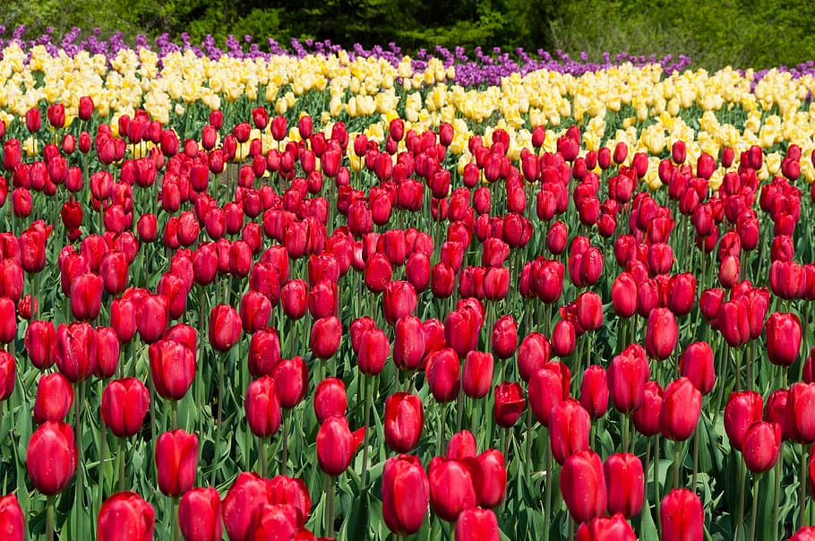 Tulip, Flowers, Natural, Spring, freshness, nature, red, beauty in nature HD wallpaper