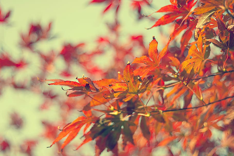 shallow focus photography of maple tree, flower, red, petal HD wallpaper