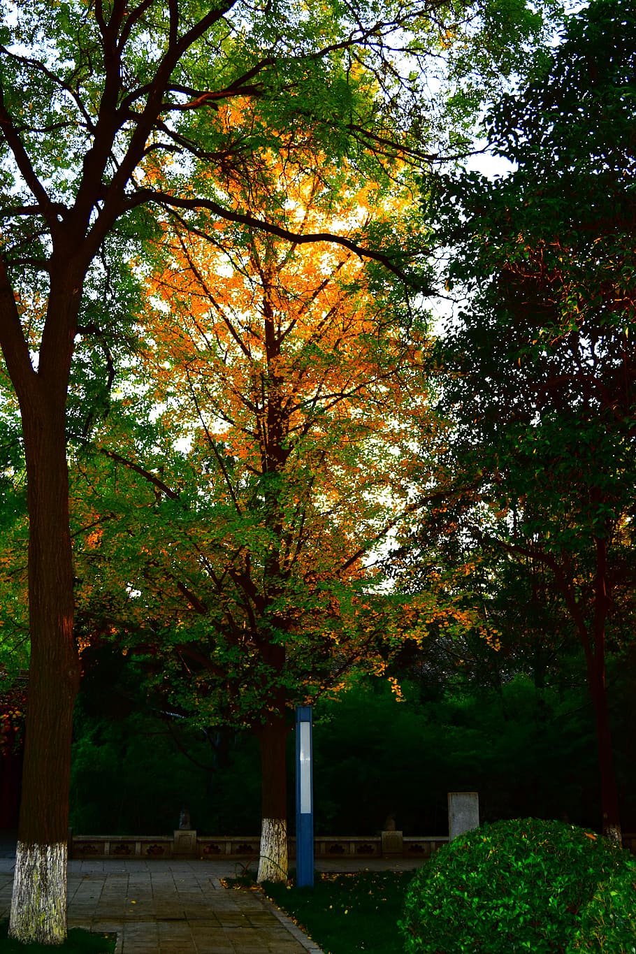 autumn, fire, orange, tree, plant, change, no people, nature HD wallpaper