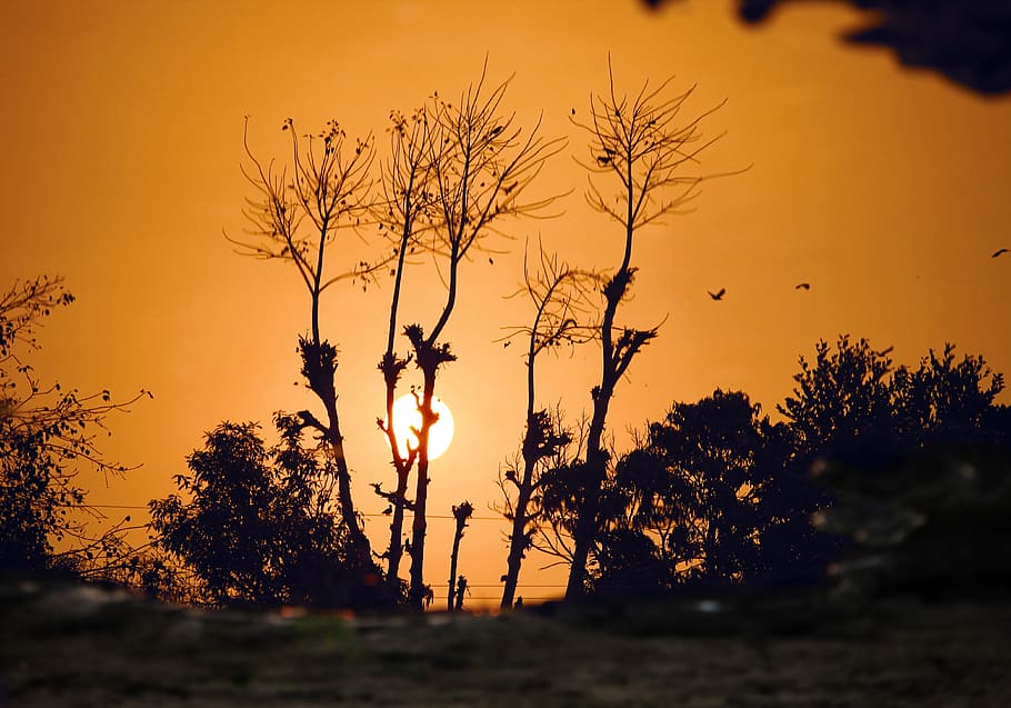 Silhouette of Pants on Sunset, backlit, birds, clouds, dark, dusk HD wallpaper