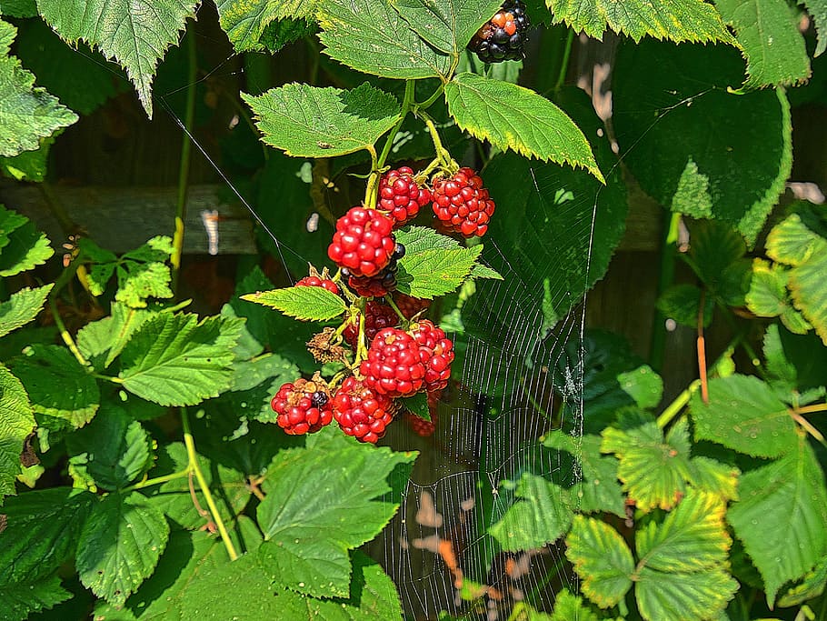 blackberry, fruit, berries, leaf, plant part, berry fruit, healthy eating HD wallpaper
