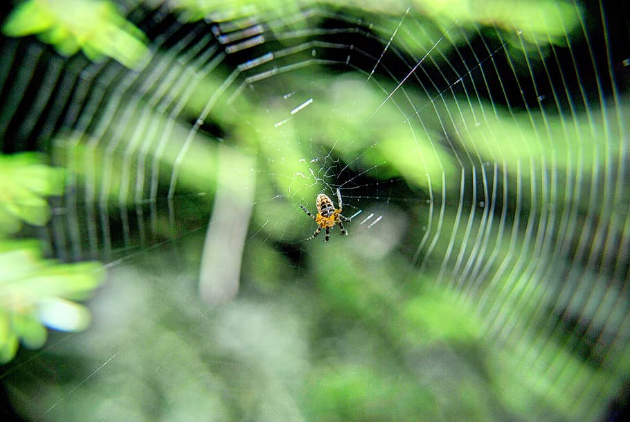 spider, on, tangled web, arachnid, nature, cobweb, network HD wallpaper