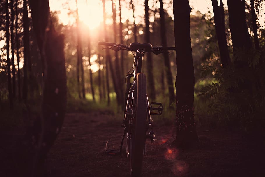 golden hour photography of bicycle in forest, bike, dark, landscape, HD wallpaper