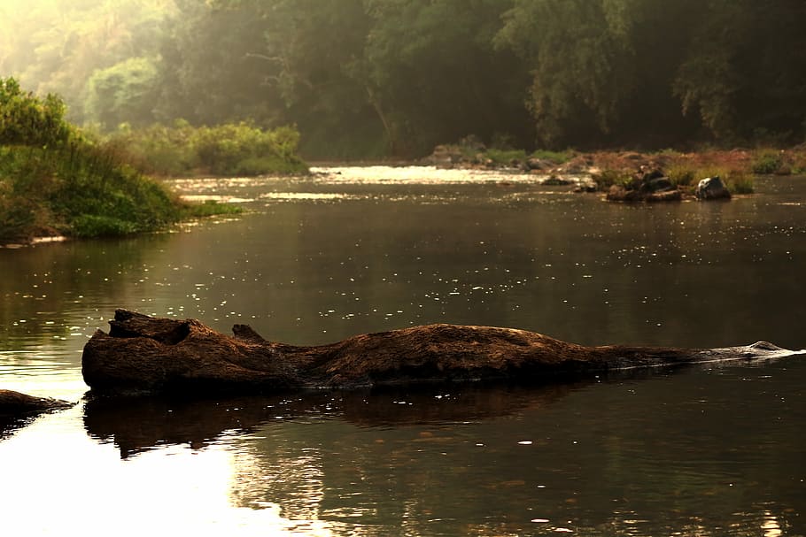 River, Log, Water, Nature, Summer, landscape, wood, lake, travel HD wallpaper