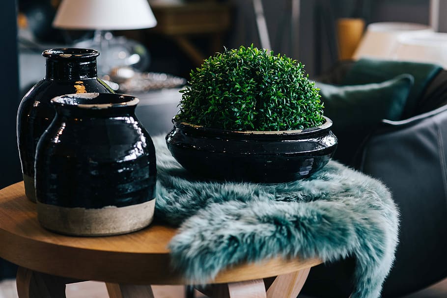 Green plant with black pots and a soft cyan rug, table, jar, ceramic
