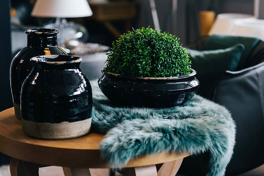 Green plant with black pots and a soft cyan rug, table, jar, ceramic HD wallpaper