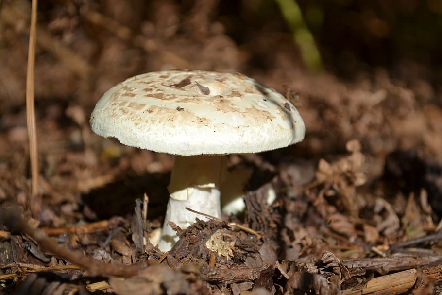 toad, stool, woodland, mushroom, fungus, vegetable, food, growth HD wallpaper