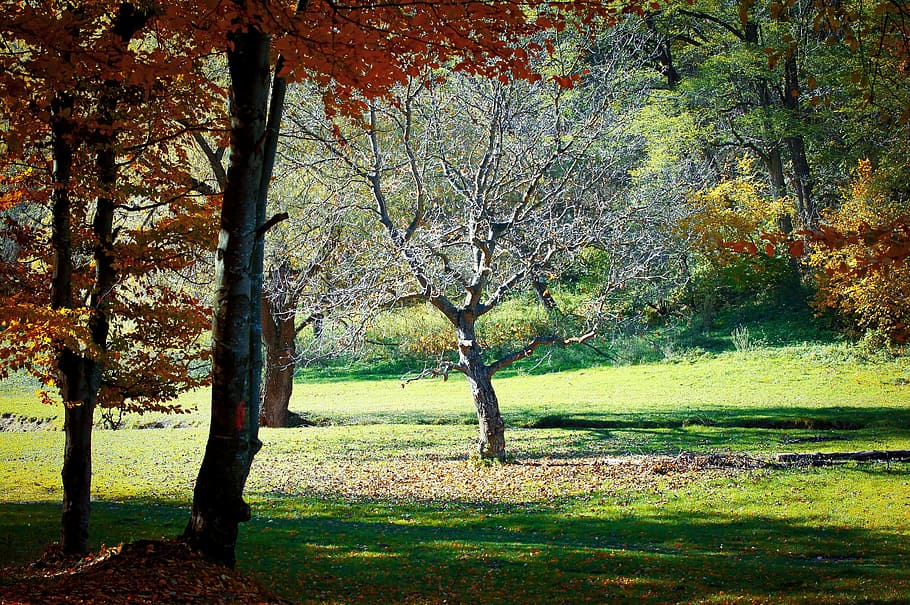maple trees, light, autumn, nature, fall, season, natural, landscape HD wallpaper