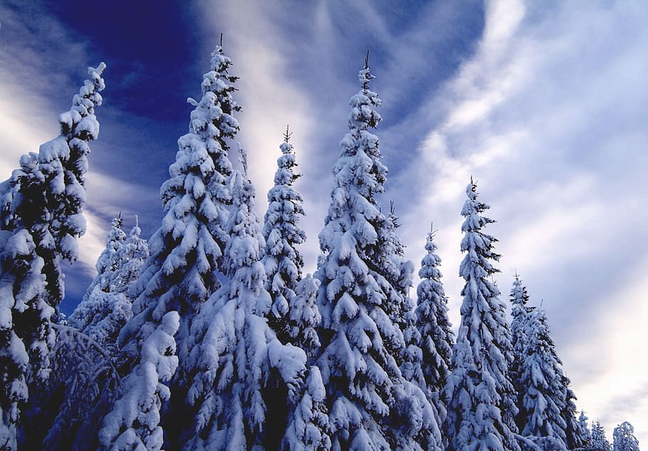 Winter, Christmas Tree, Snow, Trees, cold, frost, wintry, snowy HD wallpaper