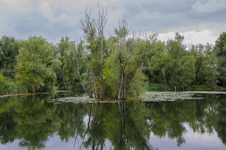 tree on the lake, scene, reflection, landscape, water, nature HD wallpaper