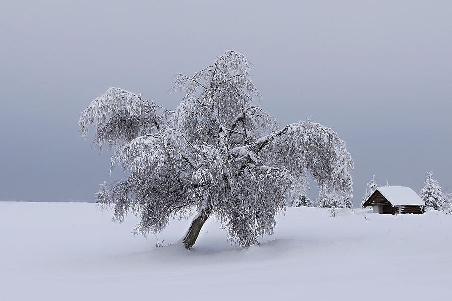 Mountains, Winter, Snow, Tree, Landscape, snowy, nature, christmas landscape HD wallpaper
