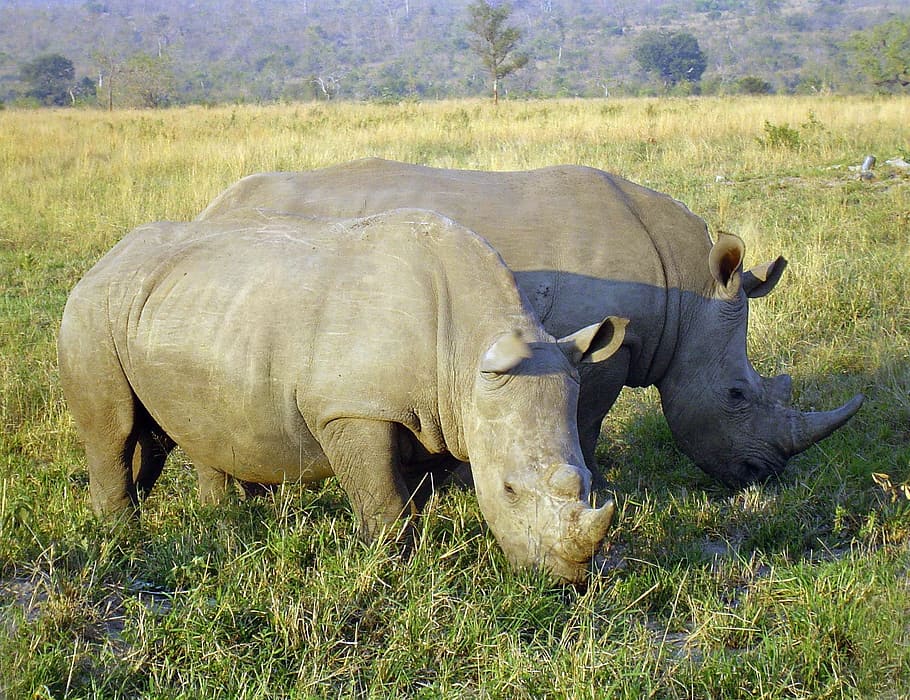 two gray rhinos, Rhinoceros, Perissodactyla, south africa, mammal, HD wallpaper