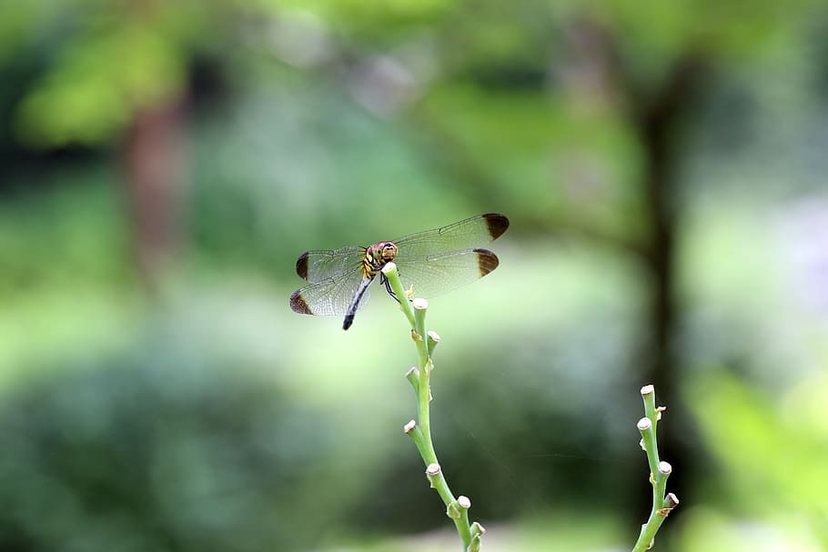 nature, forest, insects, dragonfly, landscape, park, arboretum HD wallpaper