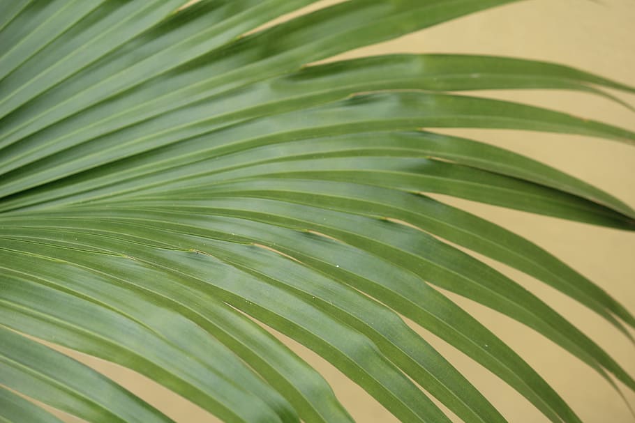 plant, green, leaf, plant part, green color, palm leaf, tropical climate HD wallpaper