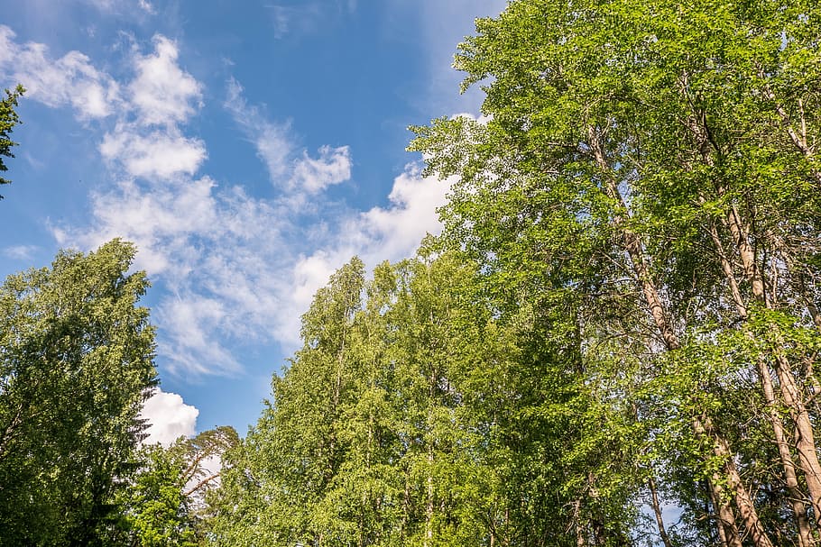 Landscape, Sky, Beauty, Stroll, Gatchina, russia, amazing, nature HD wallpaper