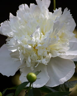 Flower, Peony, Bloom, Spring, Summer, single, white, china HD wallpaper