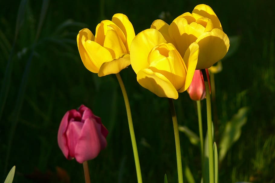 Tulips, Yellow, Spring, Spring, Flowers, Plant, flora, petal HD wallpaper