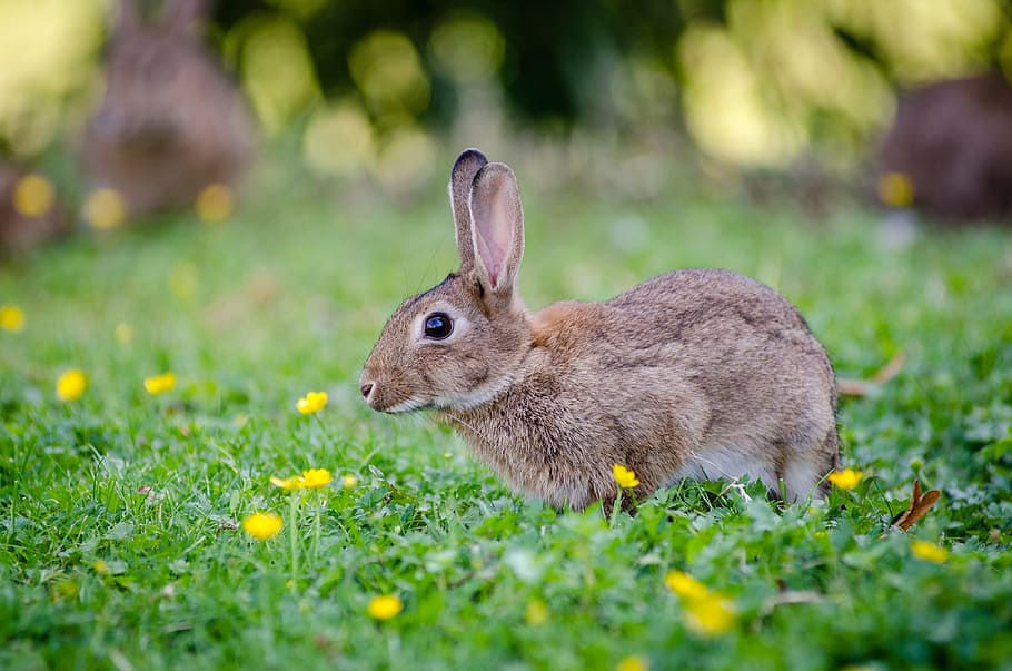 Close Up Photography of Brown Rabbit, animal, bunny, cute, field