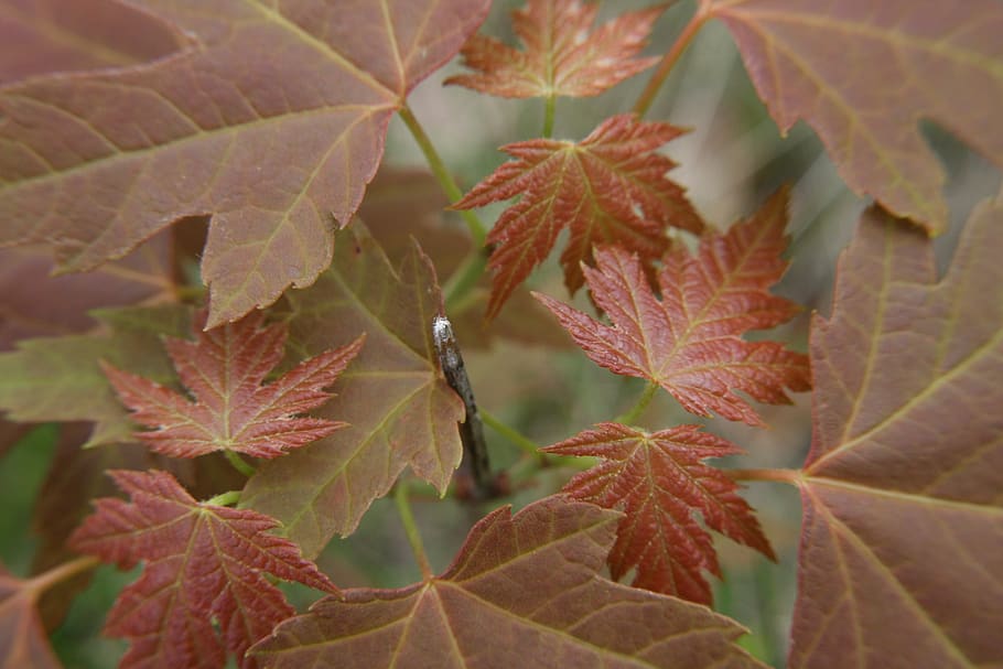 leaves, red, sapling, plant, autumn, leaf, nature, maple, summer, HD wallpaper