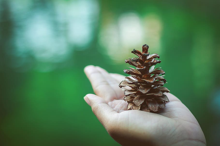 nature, hand, blur, flower, bloom, close-up, daylight, environment HD wallpaper
