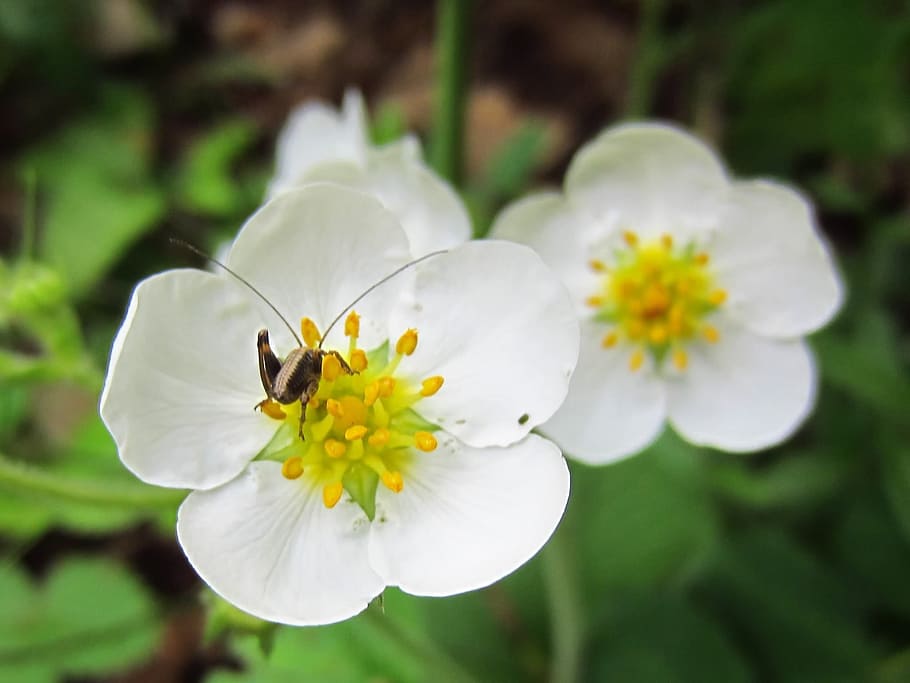 White, Flower, Insect, one animal, animal themes, white color HD wallpaper