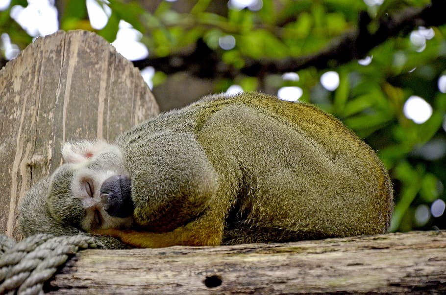 capuchin, monkey, herr nilson, capuchin monkey, äffchen, animals HD wallpaper