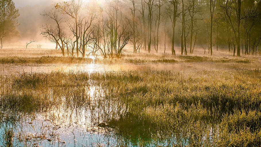 green trees, swamps, scenery, lighting, beauty, water, beauty in nature HD wallpaper
