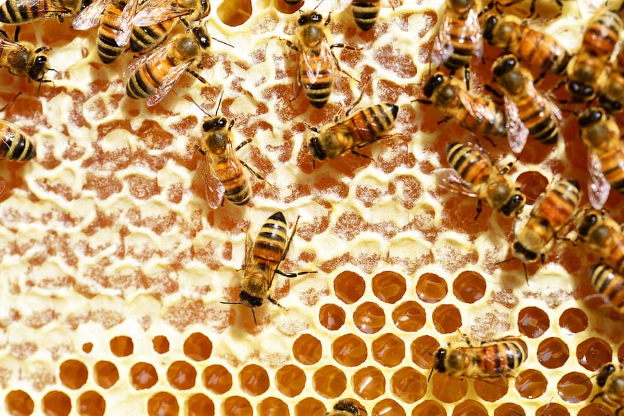 working bees on honeycomb, honey bees, combs, beehive, golden