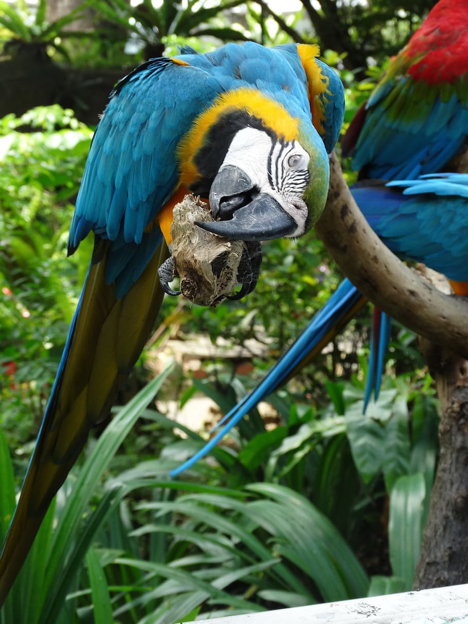 macaw, blue, bird, animal, animal wildlife, animal themes, vertebrate HD wallpaper