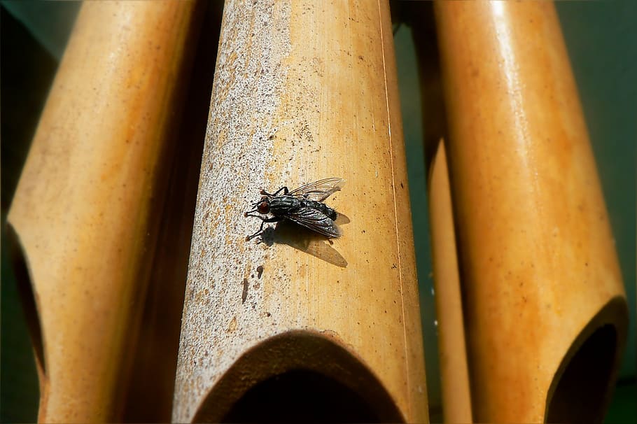 insect, fly, beetle, nature, insects, animal, wildlife, close-up HD wallpaper