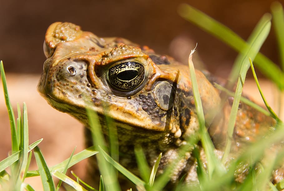 cane toad, bufo marinus, amphibian, pest, feral, wild, nuisance HD wallpaper