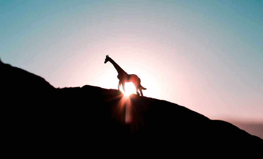 silhouette photo of giraffe during golden hour, silhouette of giraffe on hill HD wallpaper