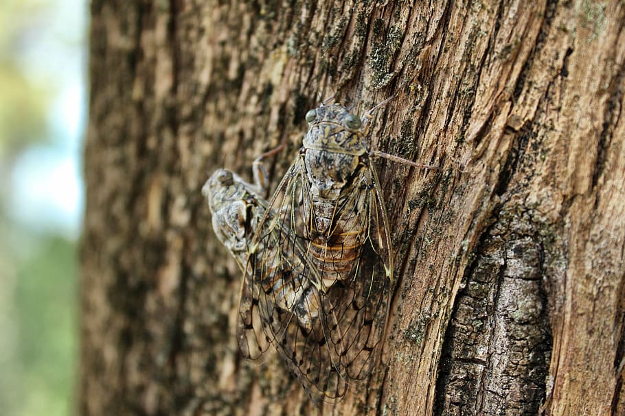 cicadas, bugs, insect, wildlife, pest, cockroach, tree, pair HD wallpaper