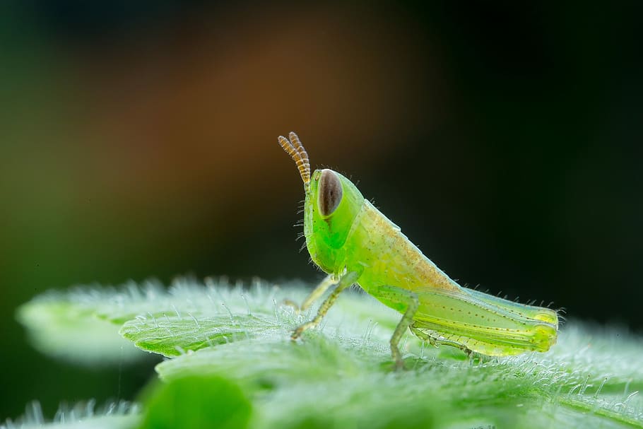insects, macro, green, eyes, nature, cricket, animal themes HD wallpaper