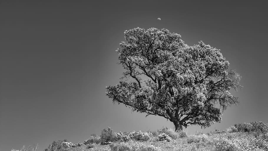 spain, tree, landscape, nature, plant, beauty in nature, no people HD wallpaper