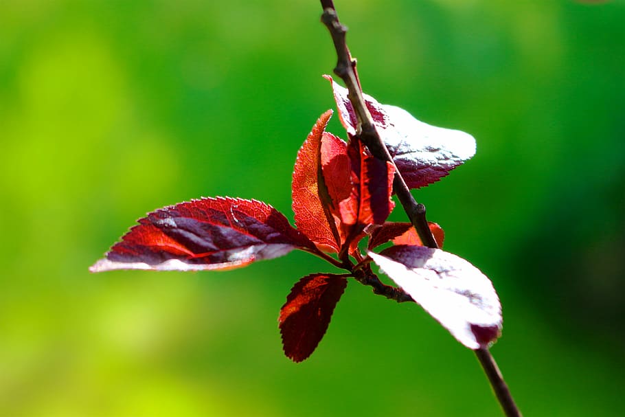 nature, leaf, flower, summer, close, garden, bright, background image HD wallpaper