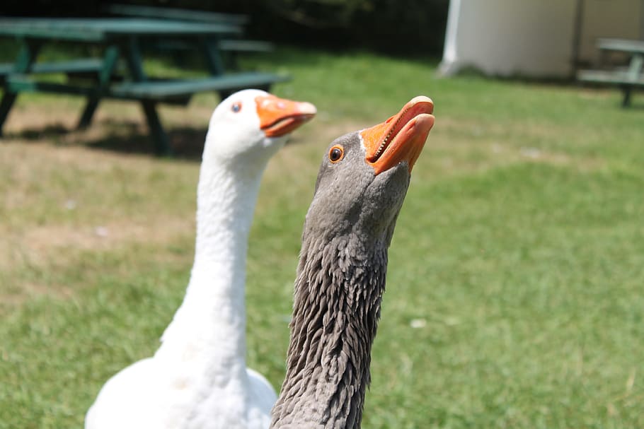 goose, geese, attraction, animal themes, bird, animals in the wild HD wallpaper