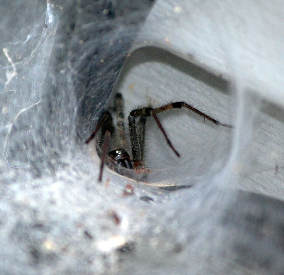 brown funnel spider, tunnel web, predator, lurking, spider web